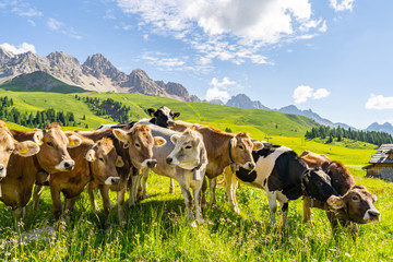 Wall Mural - Idyllic Alps with cow on green field