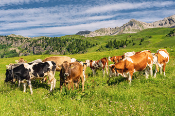 Wall Mural - Scenery Alps with herd of cow on pasture