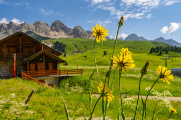 Wall Mural - Scenic landscape with wooden house and wildflower