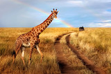 Fototapeta Zwierzęta - A lonely beautiful giraffe in the hot African savanna against the blue sky with a rainbow. Serengeti National Park. Tanzania. Wildlife of Africa.