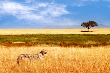 Wall Mural - cheetah in the african savannah. africa, tanzania, serengeti national park. wild life of africa.