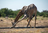 Fototapeta Sawanna - game safari im etosha nationalpark namibia