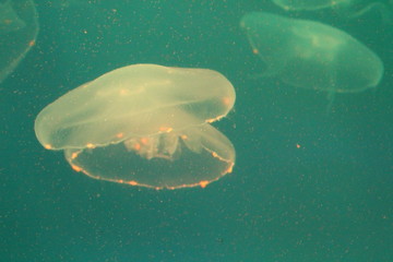 Wall Mural - Large jellyfish in blue and clear sea water.