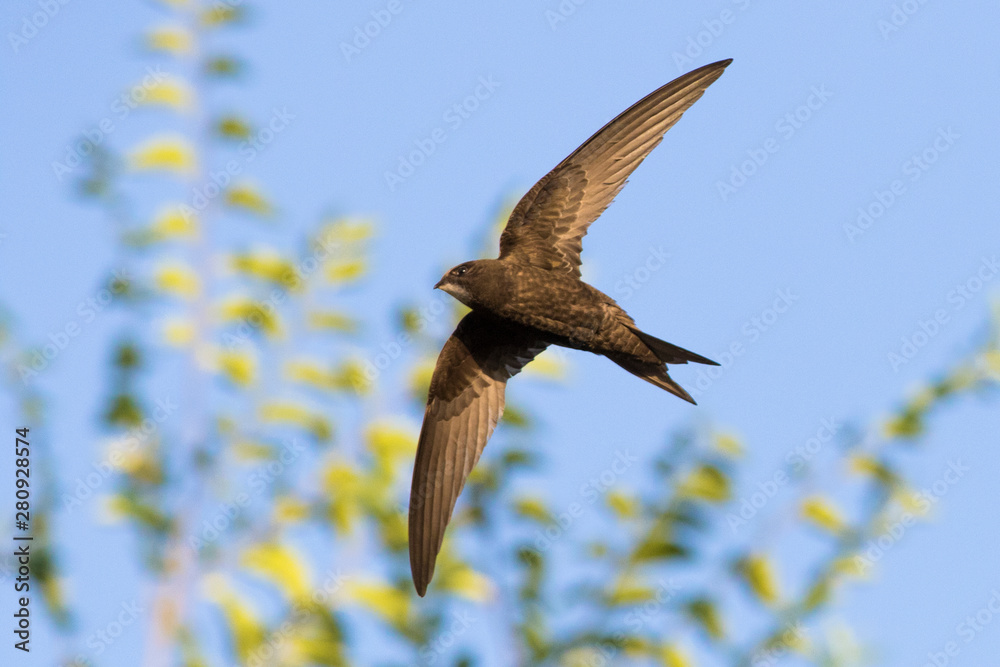 common-swift-apus-apus-in-flight-stock-photo-adobe-stock