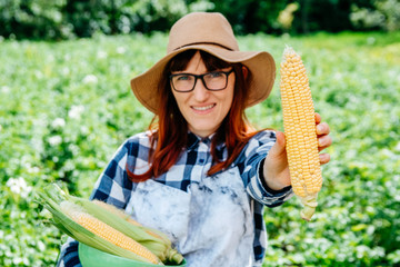 Portrait of a beautiful female farmer holding a corns cobs in a plate, smiling at the camera in a straw hat and surrounded by plenty of plants in her vegetable garden