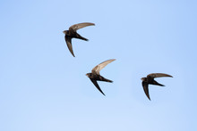 Common Swift (Apus Apus) In Flight