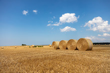 Round Straw Bales Lie On The Field After The Grain Harvest