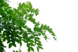 Fototapeta Panele - Tropical tree leaves on white isolated background for green foliage backdrop 