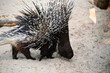 a porcupine opens the back spines to react