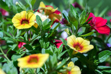 Calibrachoa Million Bells Flowering Plant, Group Of Red And Yellow Flowers In Bloom, Ornamental Pot Balcony Plant
