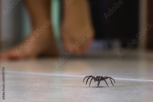 Fotografía Poisonous spider indoors, dangerous venomous animal