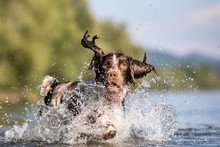 Dog Playing In Water - English Springer Spaniel