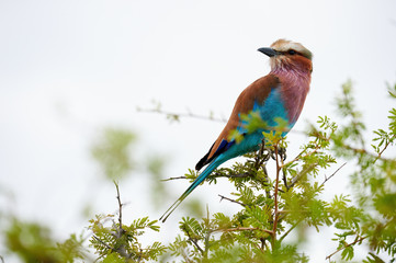 Poster - Lilac breasted roller