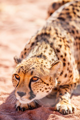 Canvas Print - Close up of cheetah