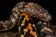 Checker-bellied snake (Siphlophis cervinus)