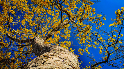 yellow ipe tree in the nature of the amazon