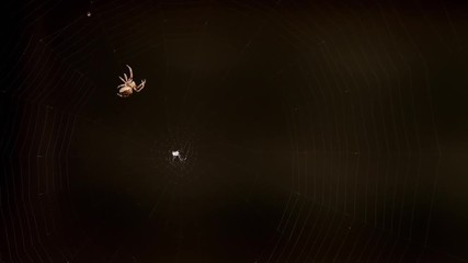 Spider weaves a web