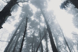 Fototapeta Las - In the mist and rain forest, darkness