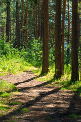 Naklejka na meble pine trees in the forest and streaks of shadow on a sunny day
