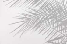 Gray Shadow Of Natural Palm Leaves On A White Concrete Textured Wall With Roughness And Irregularities. Abstract Neutral Nature Tropical Concept Background. Copy Space.