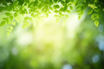 Nature of green leaf in garden at summer. Natural green leaves plants using as spring background cover page greenery environment ecology wallpaper