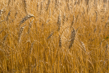 Wall Mural - Wheat in the field. Sunny day. A bountiful harvest