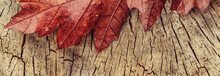 Red Leaves And Yellow Heart Shape On A Wooden Stump, Close Up