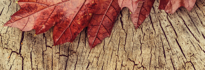 red leaves and yellow heart shape on a wooden stump, close up
