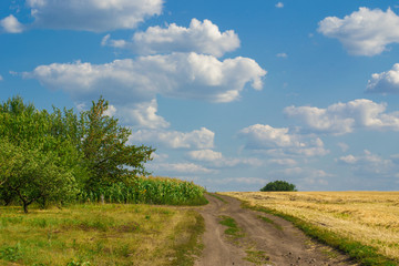 Wall Mural - The road to the field. The sky with clouds. Summer sunny day.