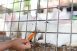 Leinwandbild Motiv Children's Hand Feeding Rabbits with Carrot