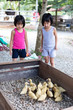 Leinwandbild Motiv Asian Little Chinese Sisters Feeding Ducks