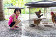 Leinwandbild Motiv Asian Little Chinese Girl Feeding chick