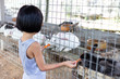 Leinwandbild Motiv Asian Little Chinese Girl Feeding Rabbits with Carrot