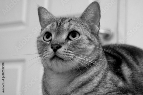 Cat Waiting At The Front Door Young Adult Male Silver Tabby