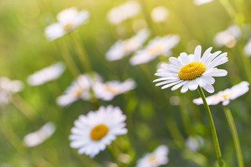 Wild daisy flowers growing on meadow. Warm sunny defocused natural background.