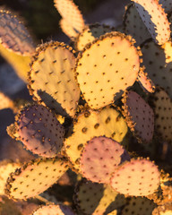 Prickly Pear Cactus