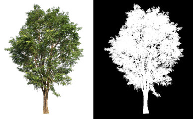 Poster - single tree with clipping path and alpha channel