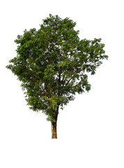Poster - isolated single tree with clipping path 