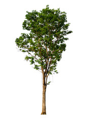 Poster - isolated single tree with clipping path 