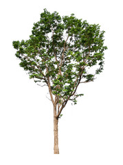 Poster - isolated single tree with clipping path 