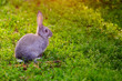 Cute grey Bunny sitting in the grass