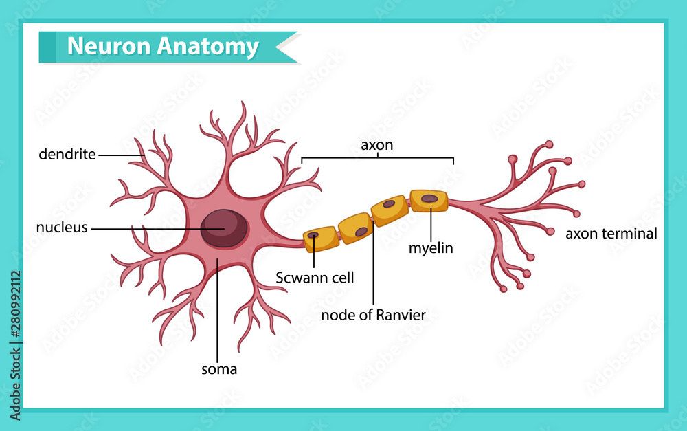 Scientific medical illustration of anatomy of nerve cell Stock Vector ...