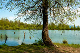 Fototapeta Pomosty - tree in lake