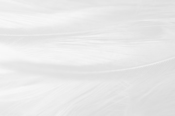 Beautiful white feather pattern texture background