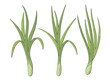 Lemongrass plant graphic color isolated sketch illustration vector