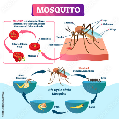 Fotomural Mosquito vector illustration