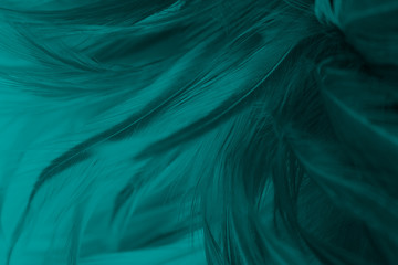 Fototapeta Piękny ciemnozielony viridian rocznika koloru trendów piórka tekstury tło