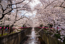 Meguro River During Cherry Blossom Time, Tokyo, Japan