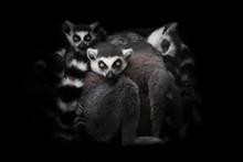 Lemurs Gathered In A Heap (group) For A Night's Sleep, Restless Glance Of Burning Eyes Of Animals. Isolated On Black Background. Symbol Of Insomnia And Nightmares.