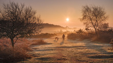 Winter Sunrise Dog Walk In The Mist On The Heathland Of Woodbury Common, Near Exmouth, Devon
